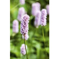 Kategorie <b>Stauden </b> - Bistorta officinalis 'Superba' ca. 11x11 cm Topf (Wuchs jahreszeitlich)