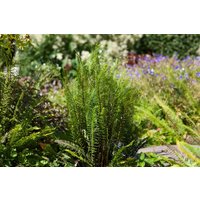 Kategorie <b>Gräser </b> - Blechnum spicant ca. 9x9 cm Topf (Wuchs jahreszeitlich)