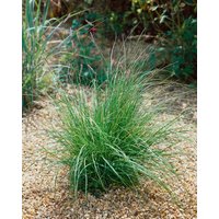 Kategorie <b>Produkt nicht gewünscht </b> - Bouteloua gracilis ca. 9x9 cm Topf (Wuchs jahreszeitlich)