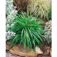 Kategorie <b>Produkt nicht gewünscht </b> - Brachypodium sylvaticum ca. 9x9 cm Topf (Wuchs jahreszeitlich)