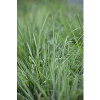 Kategorie <b>Produkt nicht gewünscht </b> - Briza media ca. 9x9 cm Topf (Wuchs jahreszeitlich)