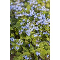 Kategorie <b>Stauden </b> - Brunnera macrophylla ca. 9x9 cm Topf (Wuchs jahreszeitlich)