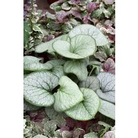 Stauden - Brunnera macrophylla 'Looking Glass' -R- ca. 11x11 cm Topf (Wuchs jahreszeitlich)