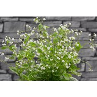 Kategorie <b>Stauden </b> - Brunnera macrophylla 'Mr Morse' -R- ca. 11x11 cm Topf (Wuchs jahreszeitlich)