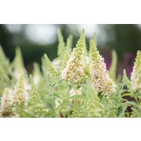 Kategorie <b>Produkt nicht gewünscht </b> - Buddleja 'Buzz Ivory' -R- 40-60 cm