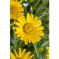 Kategorie <b>Produkt nicht gewünscht </b> - Buphthalmum salicifolium ca. 9x9 cm Topf (Wuchs jahreszeitlich)