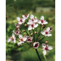 Kategorie <b>Produkt nicht gewünscht </b> - Butomus umbellatus 'Schneeweißchen' ca. 9x9 cm Topf (Wuchs jahreszeitlich)