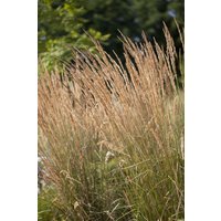 Kategorie <b>Produkt nicht gewünscht </b> - Calamagrostis x acutiflora 'Avalanche' ca. 9x9 cm Topf (Wuchs jahreszeitlich)