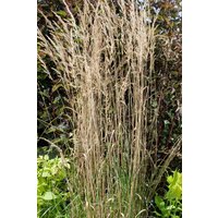 Kategorie <b>Produkt nicht gewünscht </b> - Calamagrostis x acutiflora 'Overdam' ca. 9x9 cm Topf (Wuchs jahreszeitlich)
