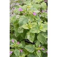 Kategorie <b>Stauden </b> - Calamintha grandiflora ca. 9x9 cm Topf (Wuchs jahreszeitlich)