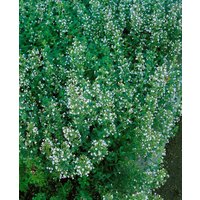 Kategorie <b>Produkt nicht gewünscht </b> - Calamintha nepeta 'Blue Cloud' ca. 9x9 cm Topf (Wuchs jahreszeitlich)