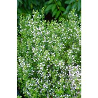 Kategorie <b>Produkt nicht gewünscht </b> - Calamintha nepeta 'Weißer Riese' ca. 9x9 cm Topf (Wuchs jahreszeitlich)