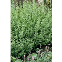 Kategorie <b>Produkt nicht gewünscht </b> - Calamintha nepeta 'White Cloud' ca. 9x9 cm Topf (Wuchs jahreszeitlich)