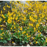 Kategorie <b>Produkt nicht gewünscht </b> - Calceolaria biflora ca. 9x9 cm Topf (Wuchs jahreszeitlich)