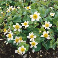 Kategorie <b>Stauden </b> - Caltha leptosepala ca. 9x9 cm Topf (Wuchs jahreszeitlich)