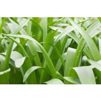 Kategorie <b>Stauden </b> - Camassia cusickii 30-40 cm