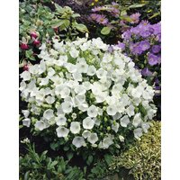 Kategorie <b>Produkt nicht gewünscht </b> - Campanula carp.'Weiße Clips' ca. 9x9 cm Topf (Wuchs jahreszeitlich)