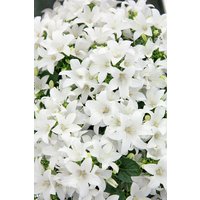 Kategorie <b>Produkt nicht gewünscht </b> - Campanula cochleariif.'Bavar.White', gen. ca. 9x9 cm Topf (Wuchs jahreszeitlich)