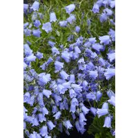 Kategorie <b>Produkt nicht gewünscht </b> - Campanula cochleariif.'Bavaria Blue', gen. ca. 9x9 cm Topf (Wuchs jahreszeitlich)