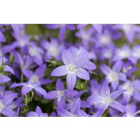 Kategorie <b>Produkt nicht gewünscht </b> - Campanula garganica 'Erinus Major' ca. 9x9 cm Topf (Wuchs jahreszeitlich)