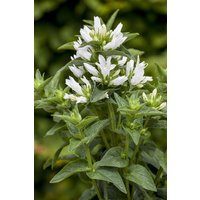 Kategorie <b>Produkt nicht gewünscht </b> - Campanula glomerata 'Alba' ca. 9x9 cm Topf (Wuchs jahreszeitlich)