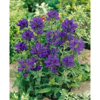 Kategorie <b>Produkt nicht gewünscht </b> - Campanula glomerata 'Superba' ca. 9x9 cm Topf (Wuchs jahreszeitlich)