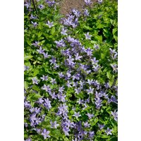 Kategorie <b>Produkt nicht gewünscht </b> - Campanula lactiflora 'Pouffe' ca. 9x9 cm Topf (Wuchs jahreszeitlich)