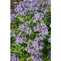 Kategorie <b>Produkt nicht gewünscht </b> - Campanula lactiflora 'Prichard' ca. 9x9 cm Topf (Wuchs jahreszeitlich)