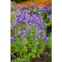 Kategorie <b>Produkt nicht gewünscht </b> - Campanula lactiflora 'Superba' ca. 9x9 cm Topf (Wuchs jahreszeitlich)