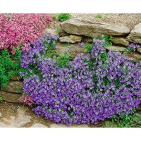 Kategorie <b>Produkt nicht gewünscht </b> - Campanula portenschlagiana 'Birch' ca. 9x9 cm Topf (Wuchs jahreszeitlich)