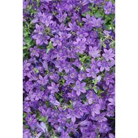 Kategorie <b>Produkt nicht gewünscht </b> - Campanula portenschlagiana 'Resholt' ca. 9x9 cm Topf (Wuchs jahreszeitlich)