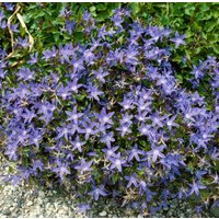 Kategorie <b>Produkt nicht gewünscht </b> - Campanula poscharskyana 'Stella' ca. 9x9 cm Topf (Wuchs jahreszeitlich)