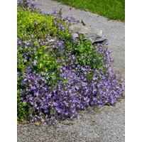 Stauden - Campanula poscharskyana 'Templiner Teppich' ca. 9x9 cm Topf (Wuchs jahreszeitlich)