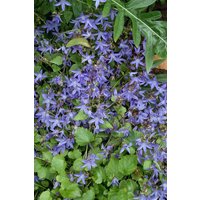 Kategorie <b>Produkt nicht gewünscht </b> - Campanula poscharskyana 'Trollkind' ca. 9x9 cm Topf (Wuchs jahreszeitlich)