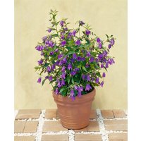 Kategorie <b>Produkt nicht gewünscht </b> - Campanula punctata 'Kent Belle' ca. 11x11 cm Topf (Wuchs jahreszeitlich)