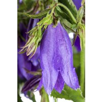 Kategorie <b>Produkt nicht gewünscht </b> - Campanula punctata 'Sarastro' ca. 11x11 cm Topf (Wuchs jahreszeitlich)