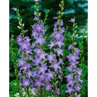 Kategorie <b>Produkt nicht gewünscht </b> - Campanula pyramidalis ca. 9x9 cm Topf (Wuchs jahreszeitlich)