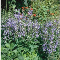 Kategorie <b>Produkt nicht gewünscht </b> - Campanula rapunculoides ca. 9x9 cm Topf (Wuchs jahreszeitlich)