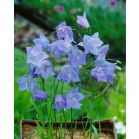 Stauden - Campanula rotundifolia 'Olympica' ca. 9x9 cm Topf (Wuchs jahreszeitlich)
