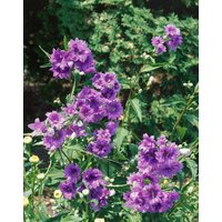 Kategorie <b>Produkt nicht gewünscht </b> - Campanula trachelium ca. 9x9 cm Topf (Wuchs jahreszeitlich)