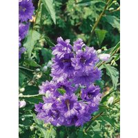 Kategorie <b>Produkt nicht gewünscht </b> - Campanula trachelium 'Bernice' ca. 11x11 cm Topf (Wuchs jahreszeitlich)