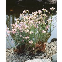 Kategorie <b>Stauden </b> - Cardamine trifolia ca. 9x9 cm Topf (Wuchs jahreszeitlich)