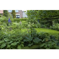 Kategorie <b>Produkt nicht gewünscht </b> - Cardiocrinum giganteum 2 Liter Container (Wuchs jahreszeitlich)