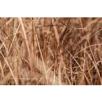 Kategorie <b>Gräser </b> - Carex comans 'Bronze' ca. 9x9 cm Topf (Wuchs jahreszeitlich)