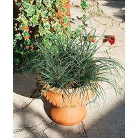 Kategorie <b>Gräser </b> - Carex conica 'Snowline' ca. 9x9 cm Topf (Wuchs jahreszeitlich)