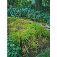 Gräser - Carex montana ca. 9x9 cm Topf (Wuchs jahreszeitlich)
