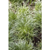 Kategorie <b>Gräser </b> - Carex morrowii ca. 9x9 cm Topf (Wuchs jahreszeitlich)