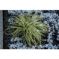 Kategorie <b>Produkt nicht gewünscht </b> - Carex morrowii 'Aureovariegata' ca. 9x9 cm Topf (Wuchs jahreszeitlich)