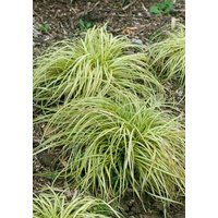 Kategorie <b>Gräser </b> - Carex morrowii 'Variegata' 2-3 Liter Container (Wuchs jahreszeitlich)