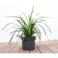 Kategorie <b>Gräser </b> - Carex morrowii ssp.foliosiss. 'Irish Green' ca. 9x9 cm Topf (Wuchs jahreszeitlich)